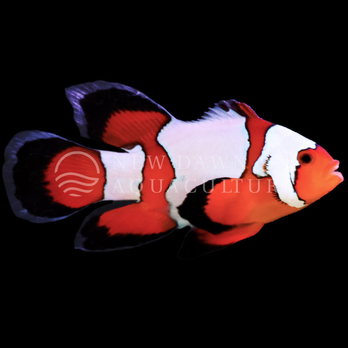 Longfin Snowflake Ocellaris Clownfish