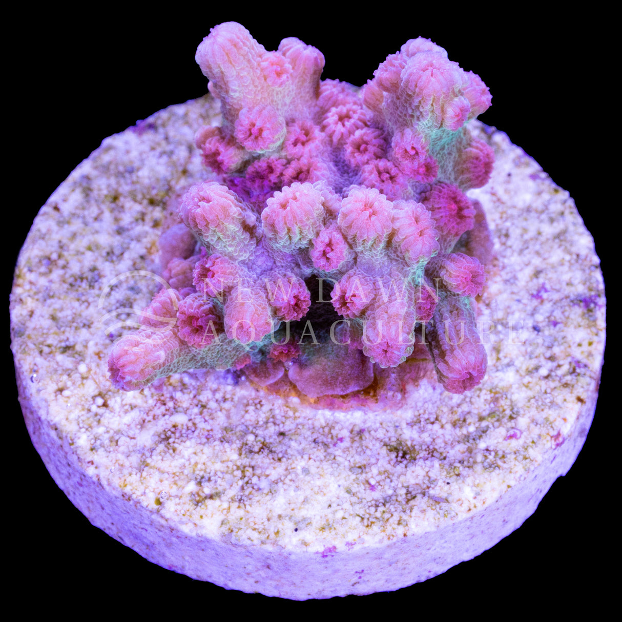 Meteor Shower Branching Cyphastrea