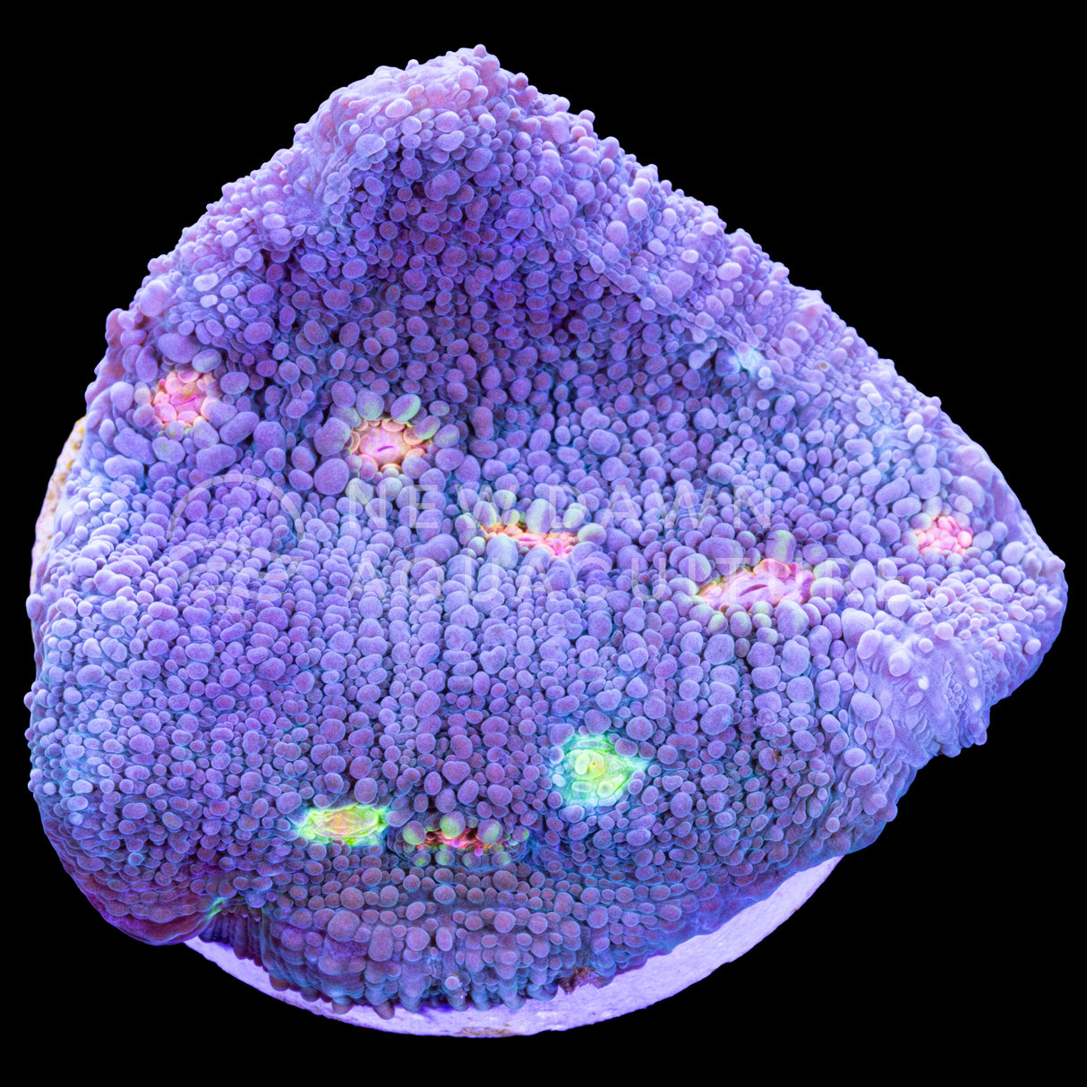 Miami Hurricane Chalice