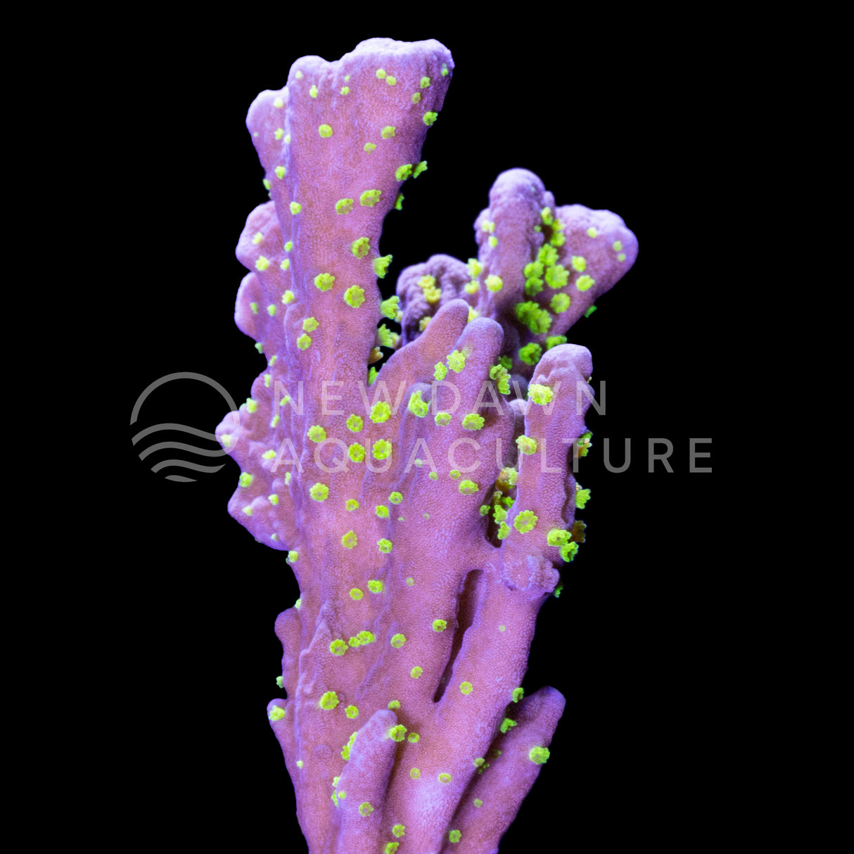 Midnight Dynamite Montipora