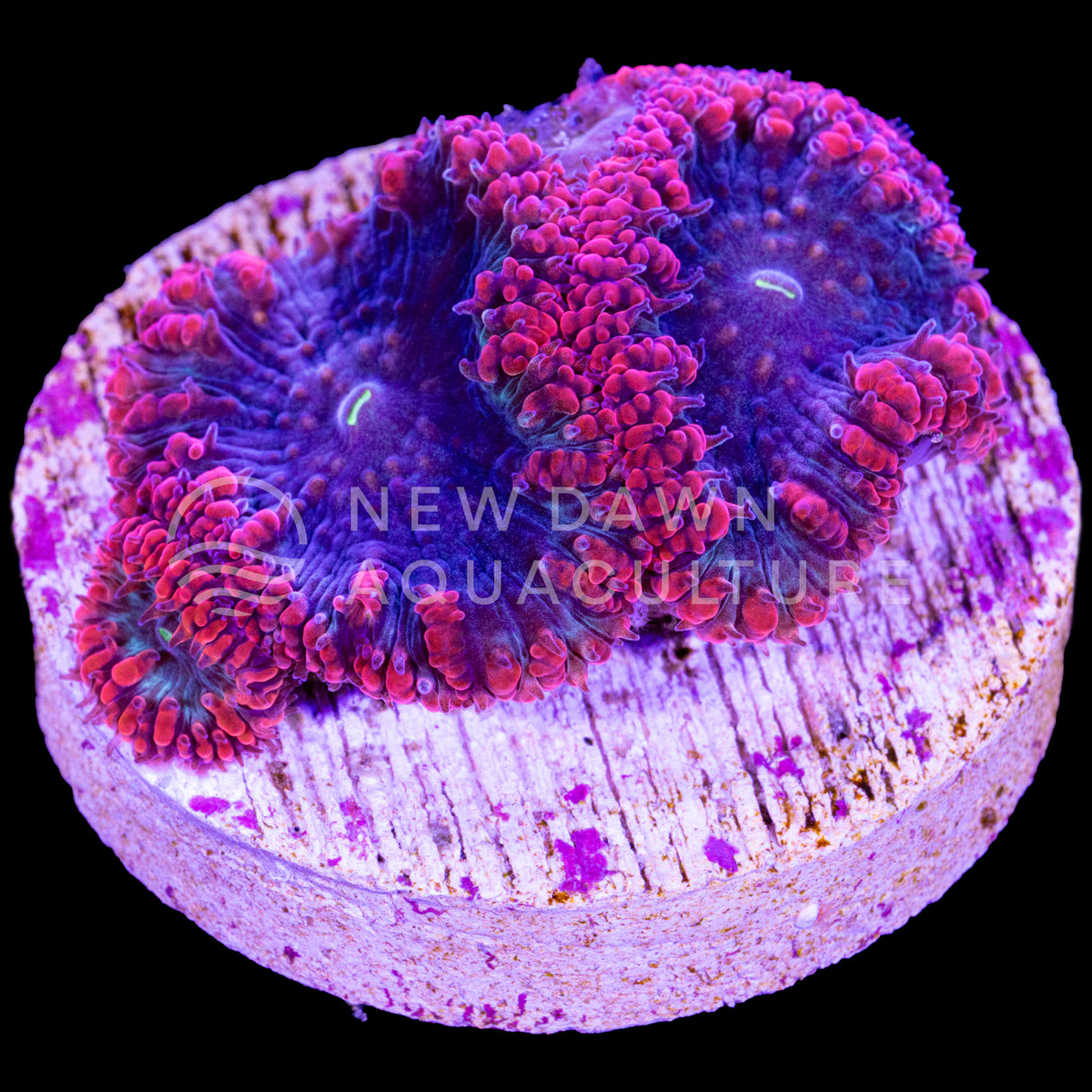 Midnight Ember Blastomussa