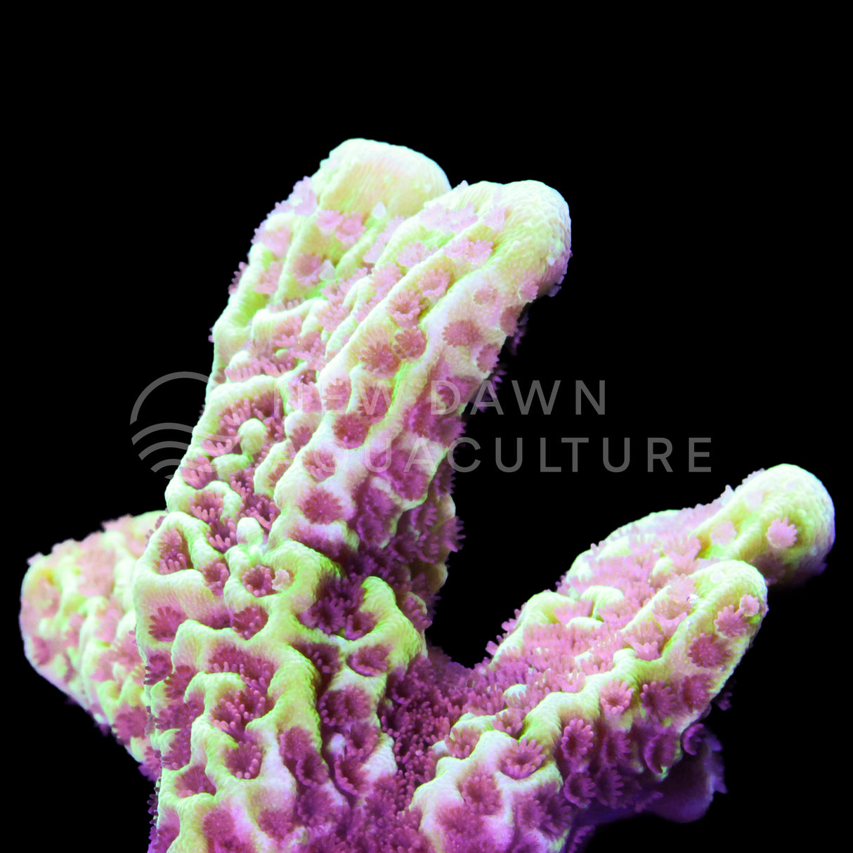 Montipora Spongodes