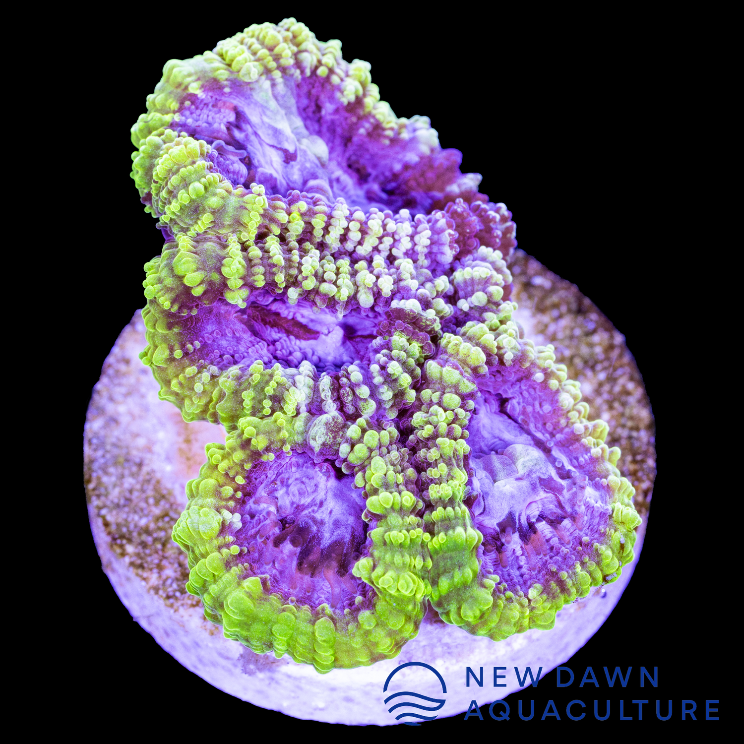Neon Blush Dipsastraea