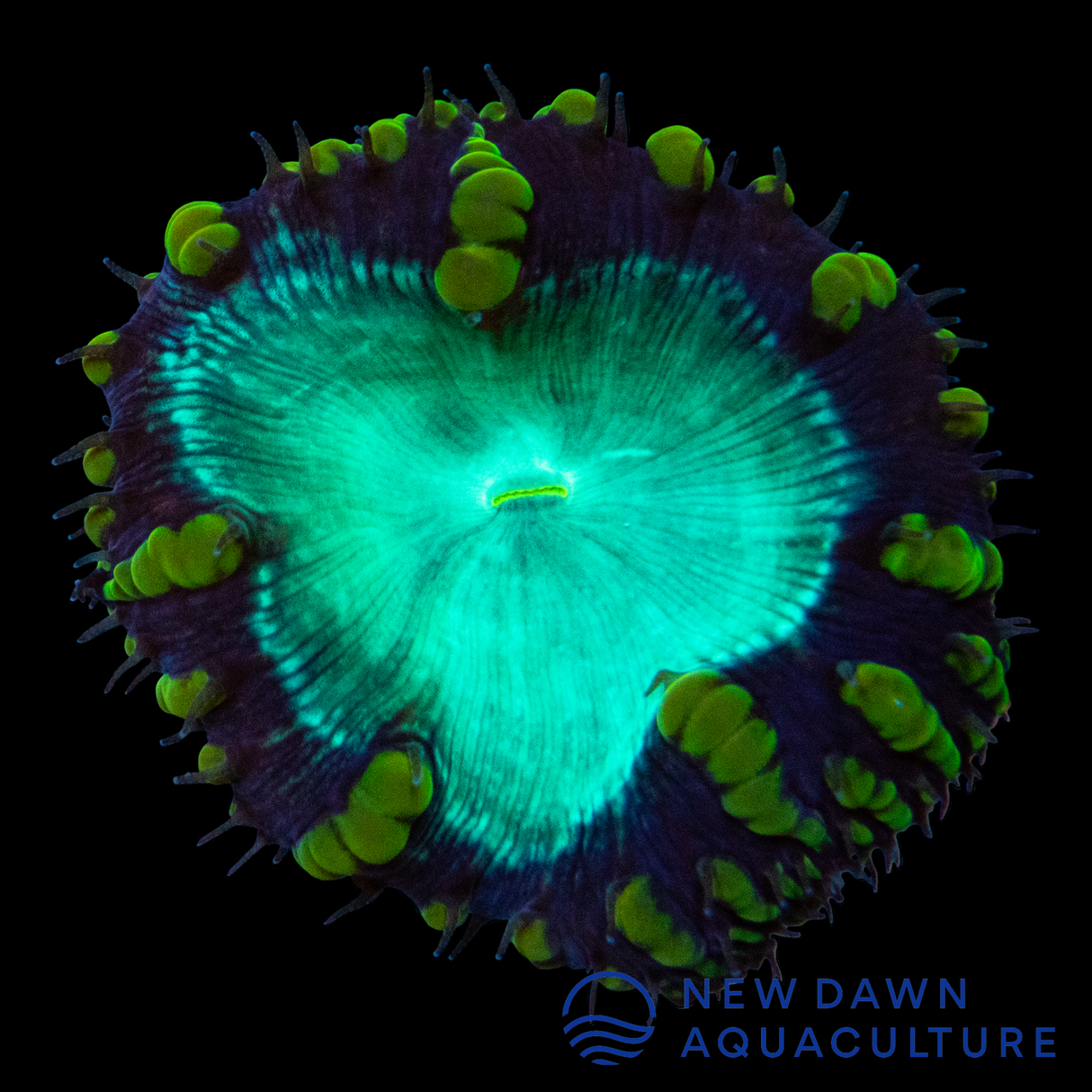 Neon Green Blastomussa