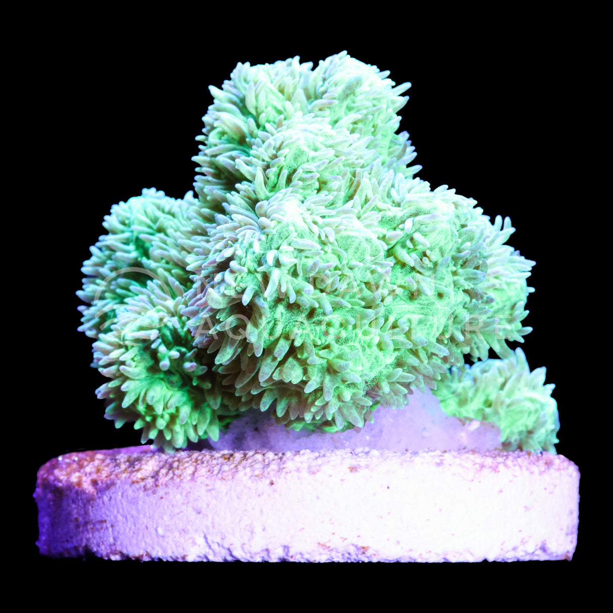 Neon Green Branching Hydnophora