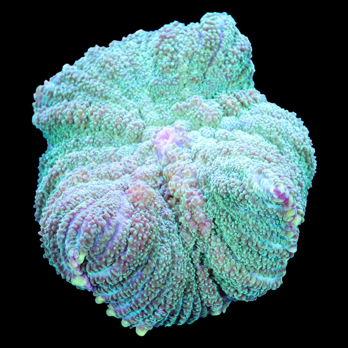 Neon Green Rhodactis