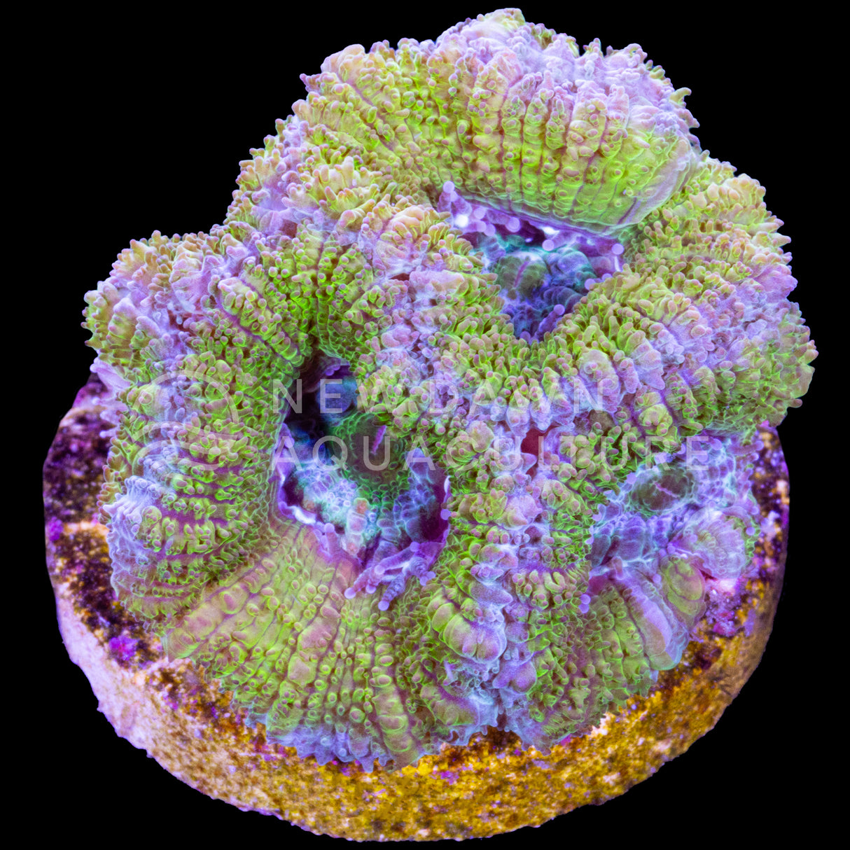 Ocean Mint Micromussa