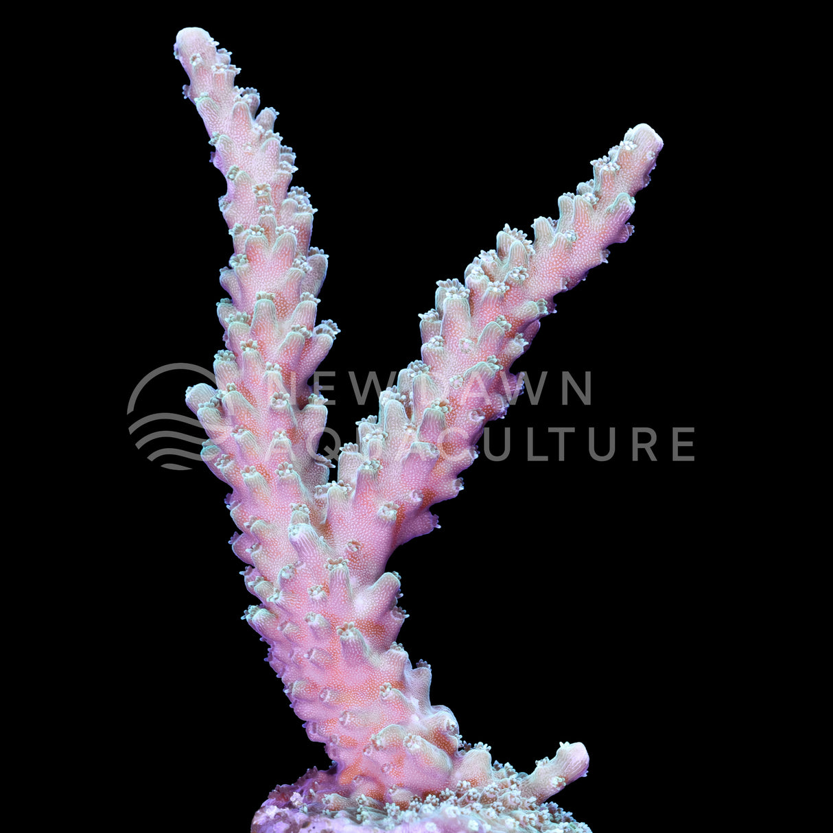 Old Faithful Acropora