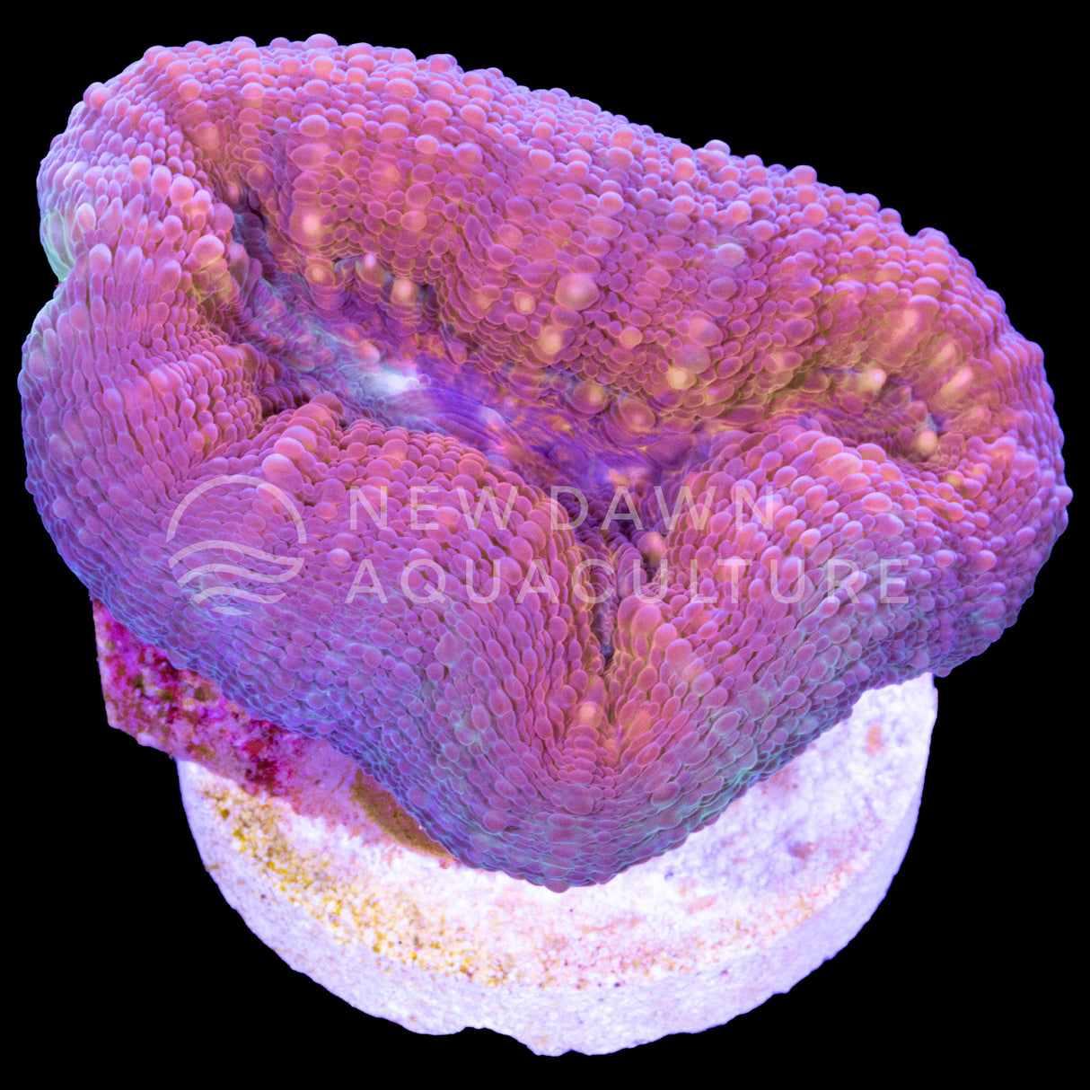 Orange Center Lobophyllia