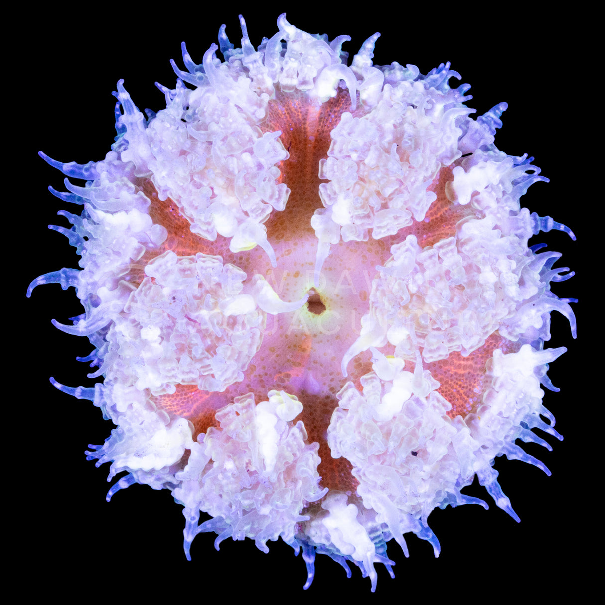 Magma Rock Flower Anemone