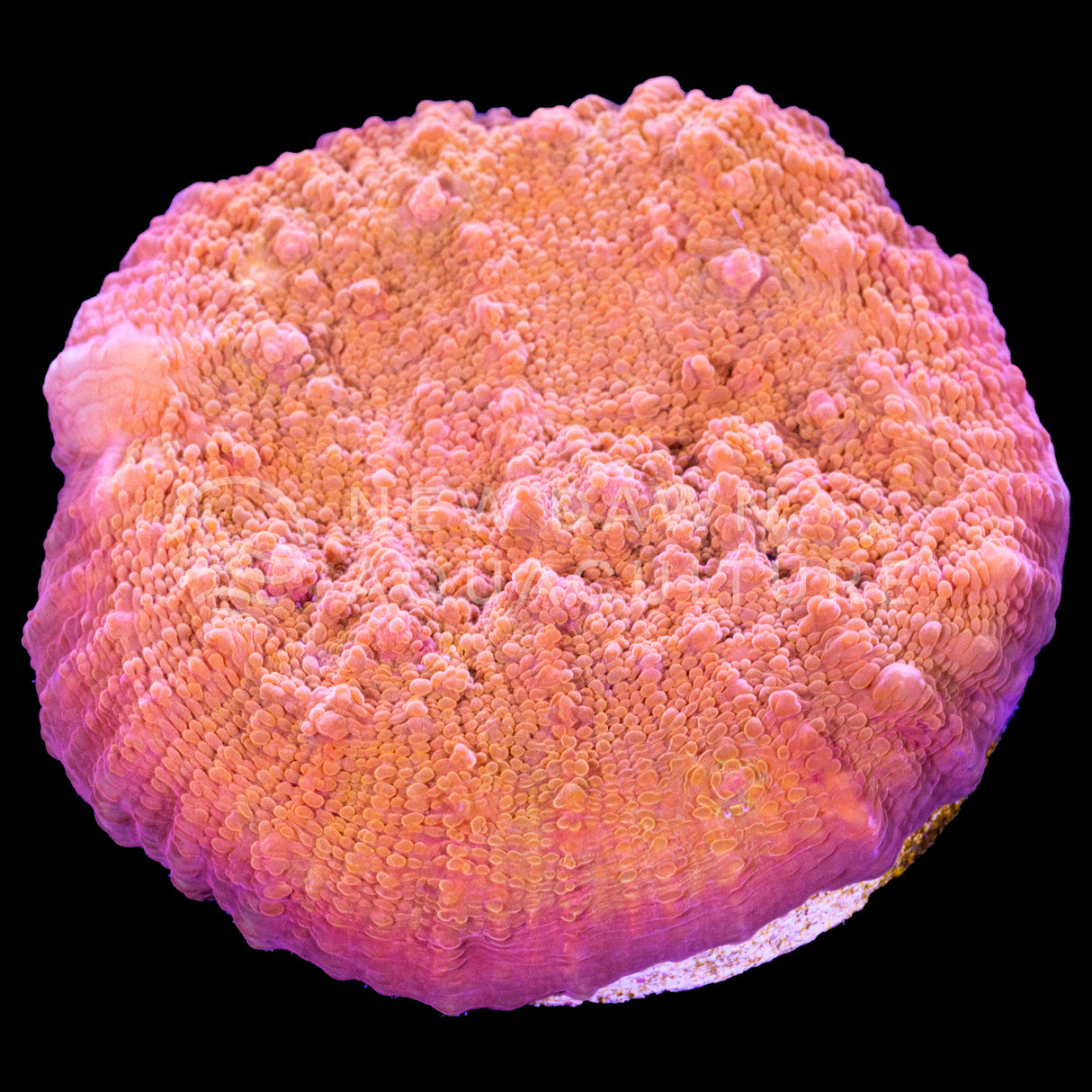 Orange Crush Chalice