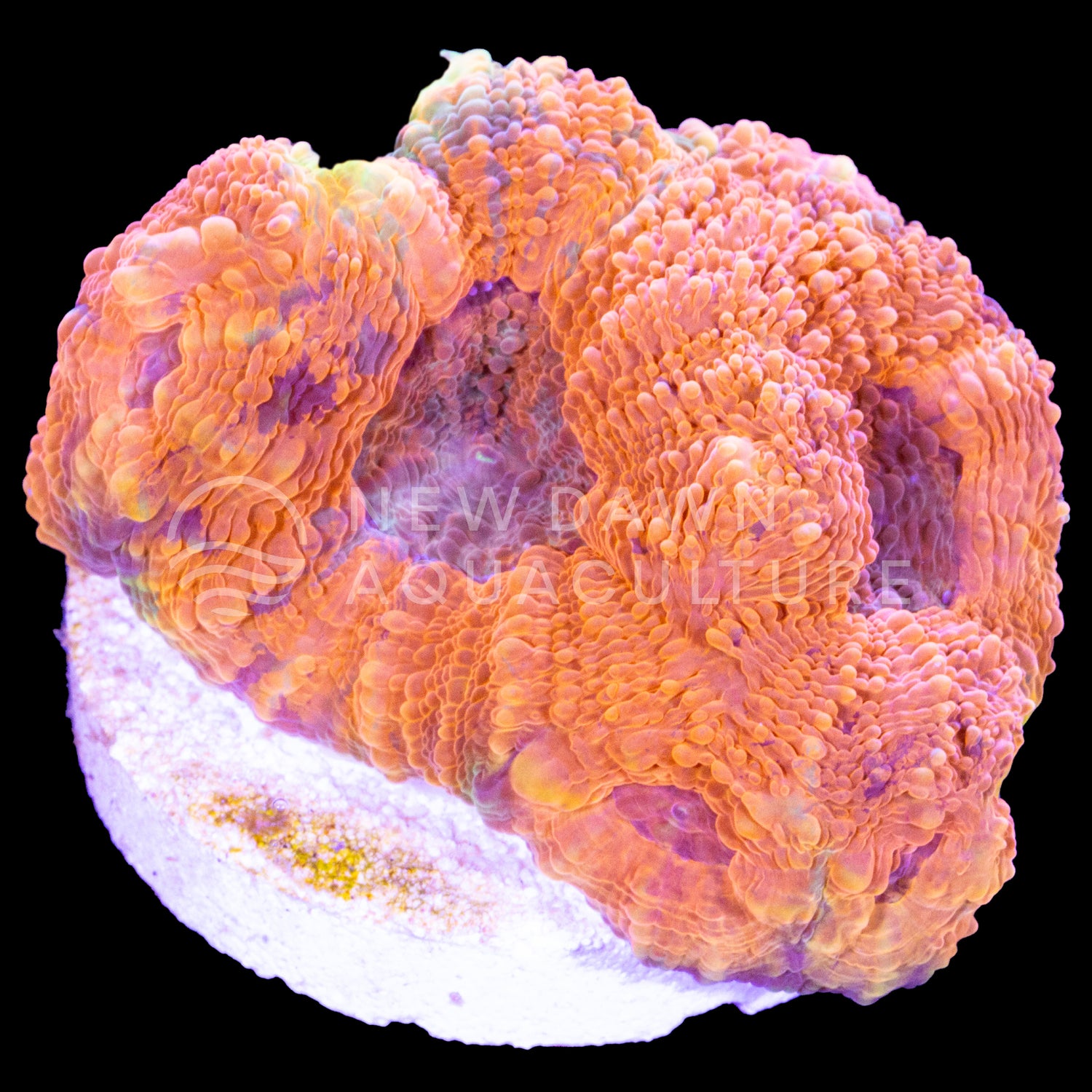 Orange Crush Echinata