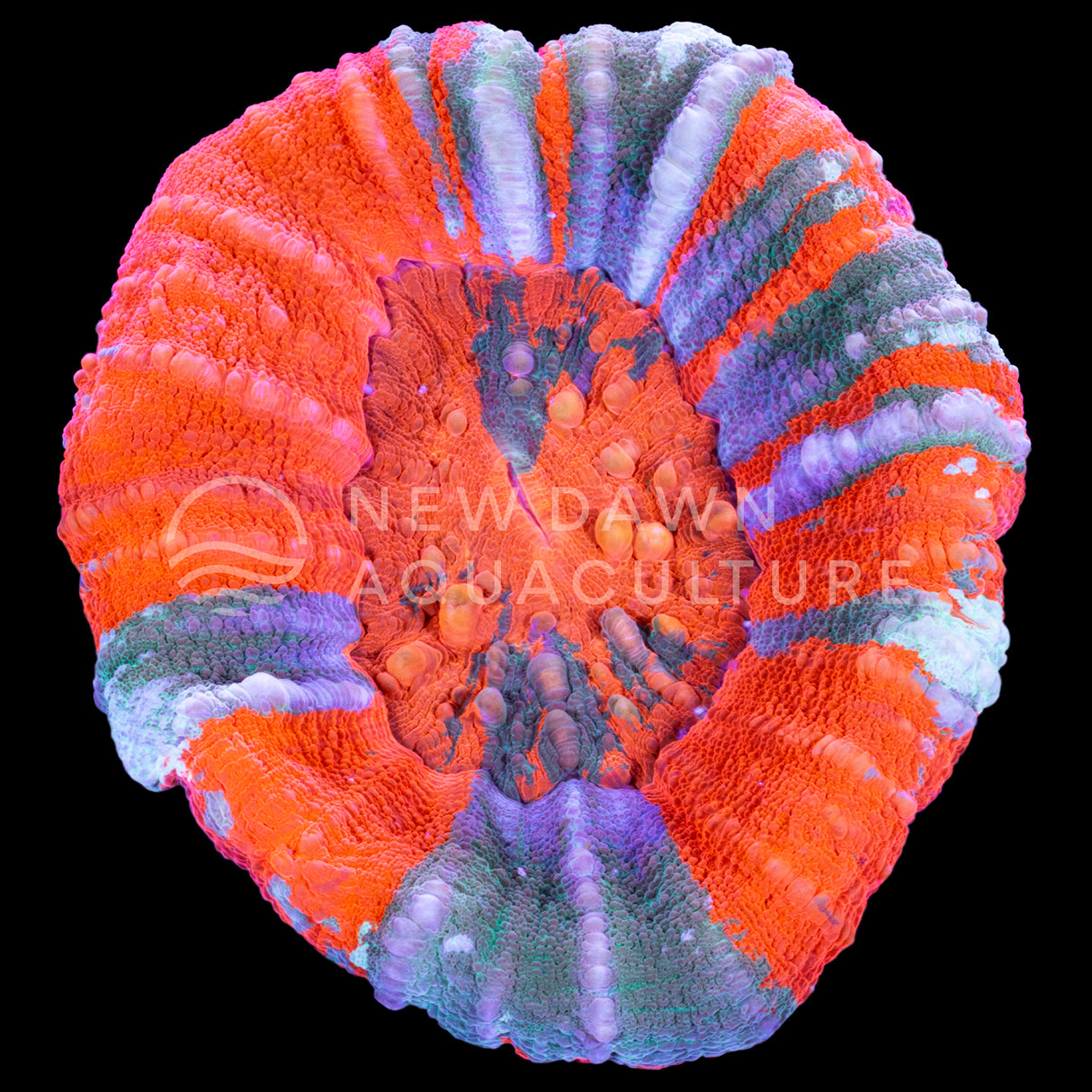 Orange and Green Scoly