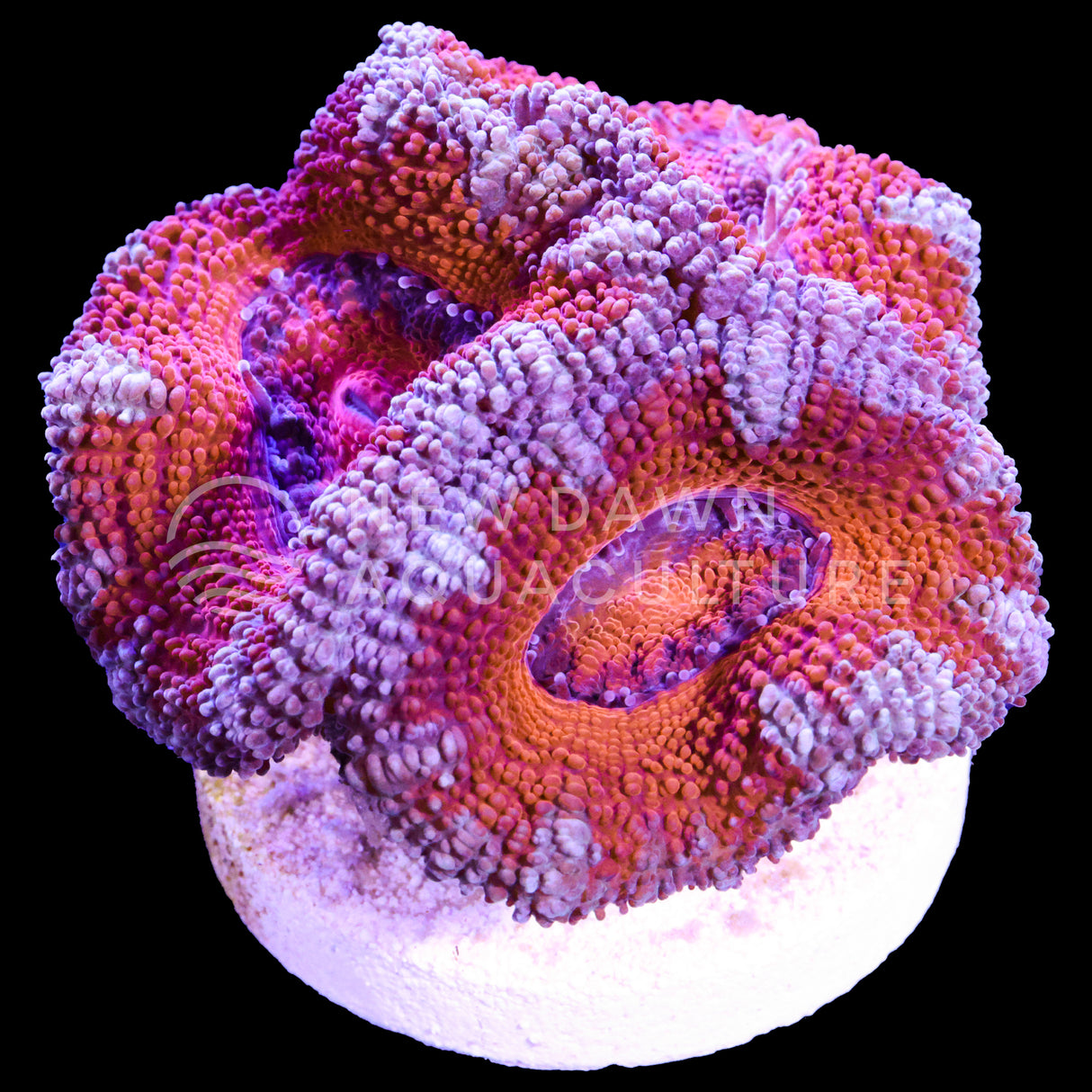 Orange Micromussa