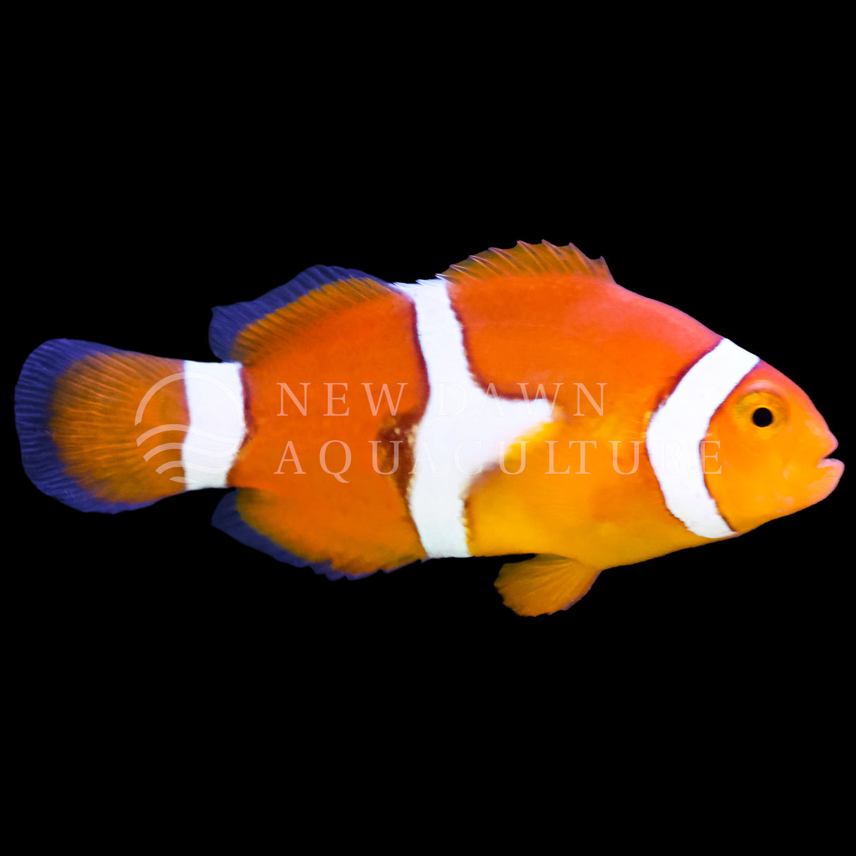 Orange Percula Clownfish