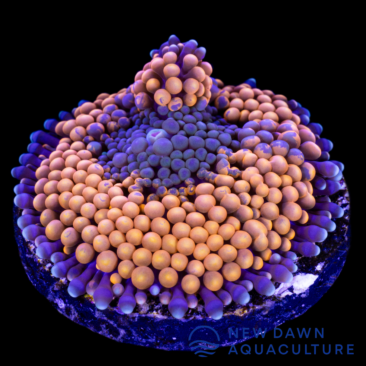 Orange Ricordea Florida