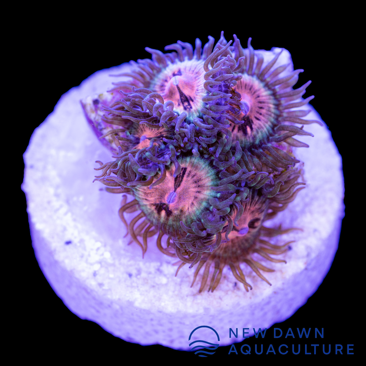 Pastel Dreams Zoanthids