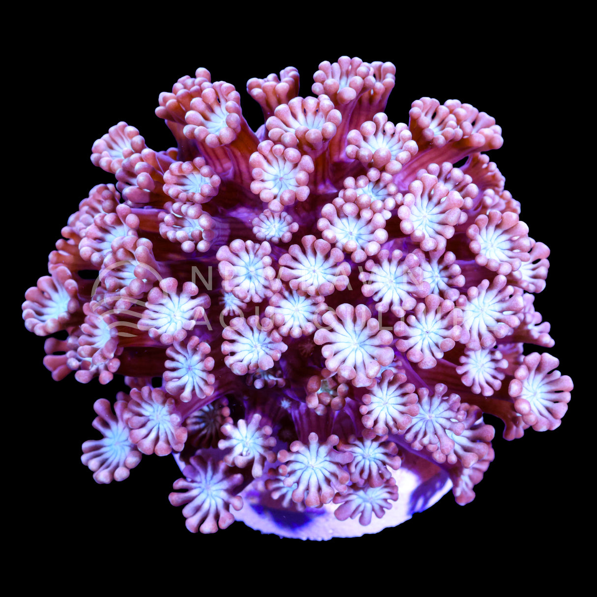 Pink Alveopora