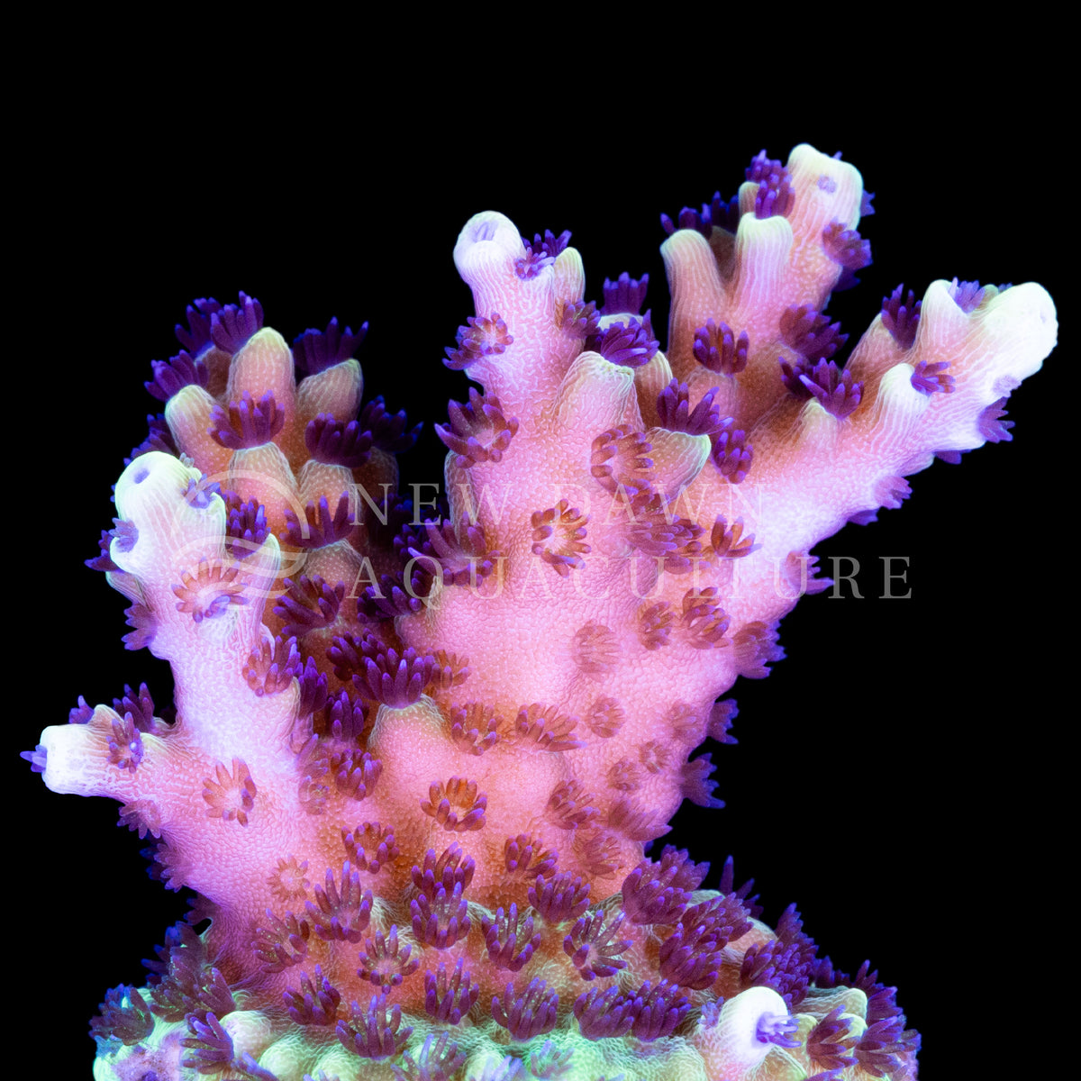 Pink Cadillac Acropora Coral main image 1
