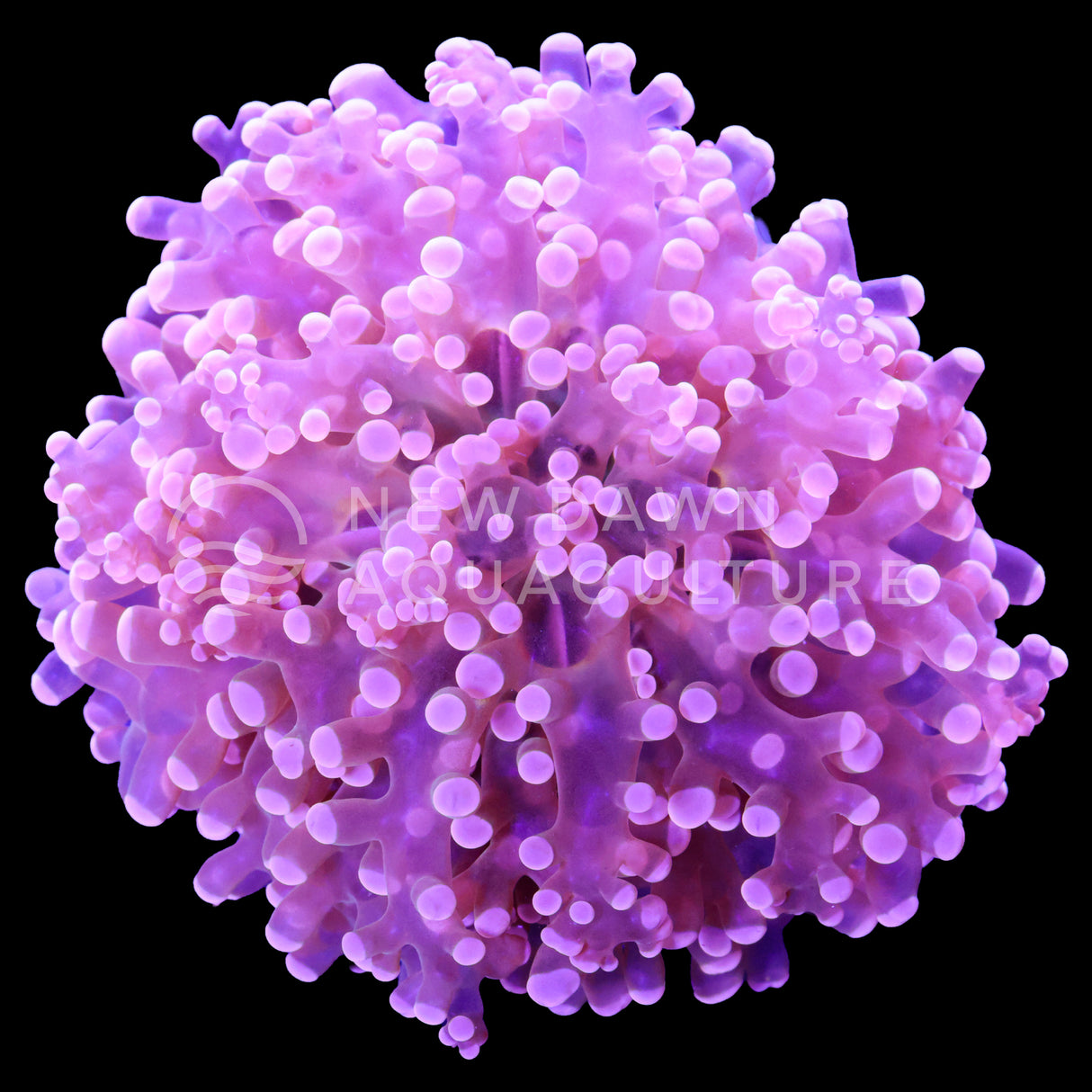 Pink Branching Frogspawn