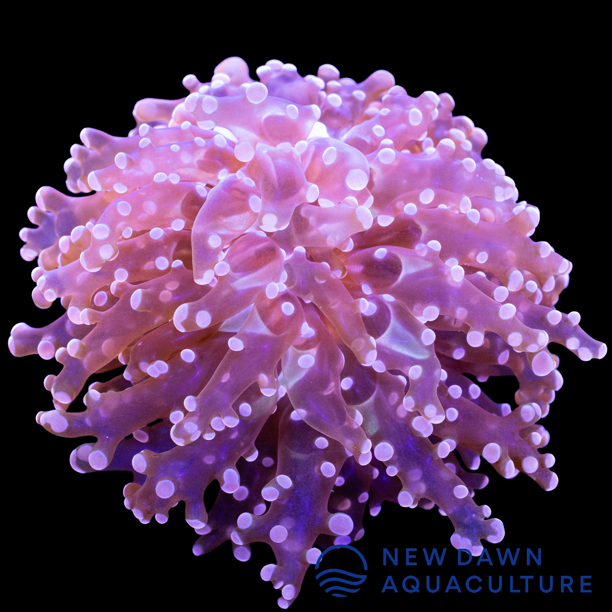 Pink Frogspawn