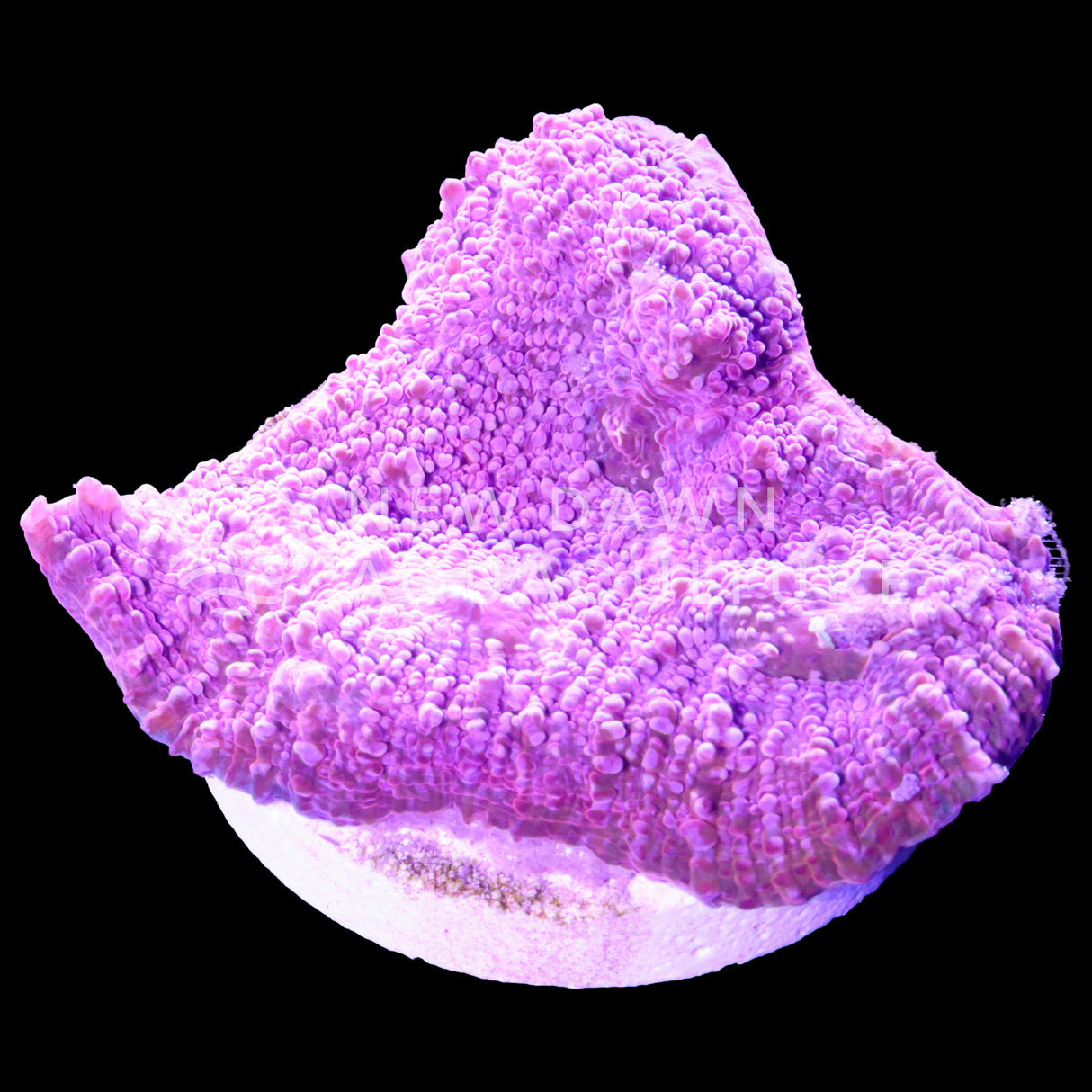 Pink Halo Chalice