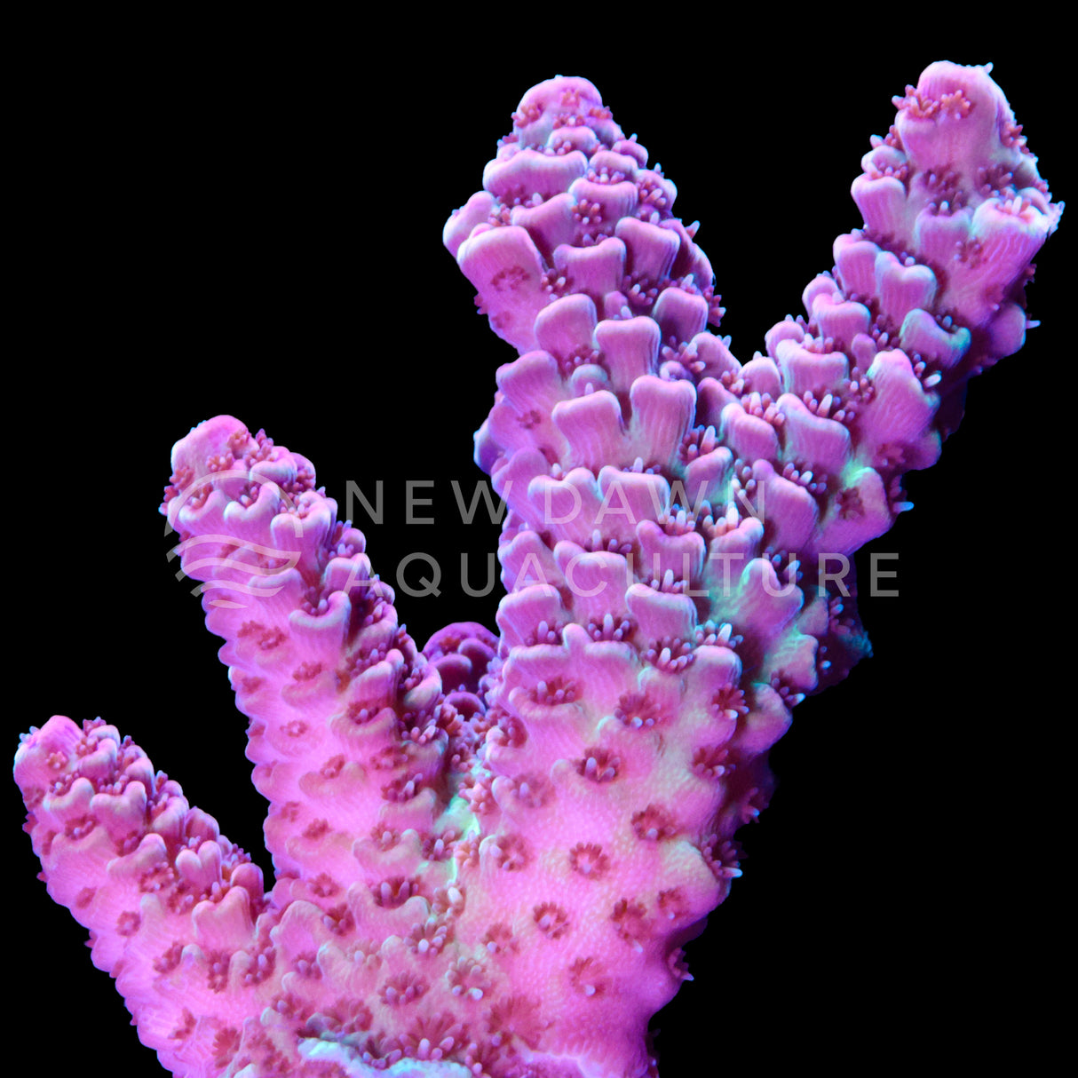 Pink Stardust Acropora Millepora