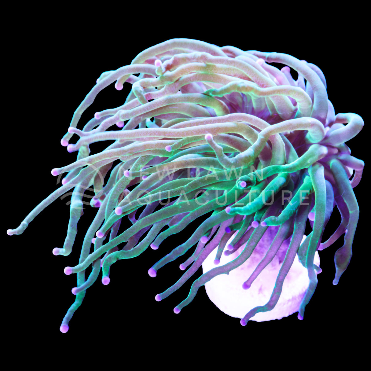 Pink Tip Green Torch