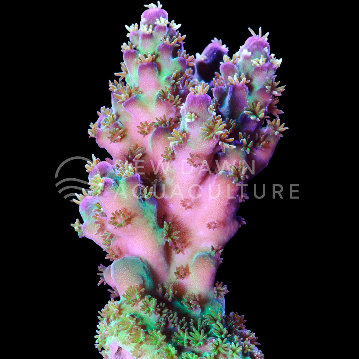 Prism Pop Acropora Nana