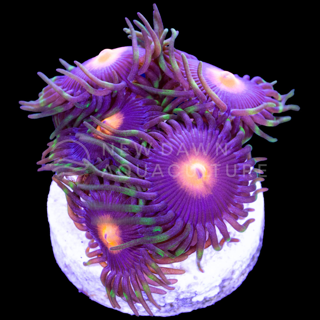 Purple Blaze Zoanthids