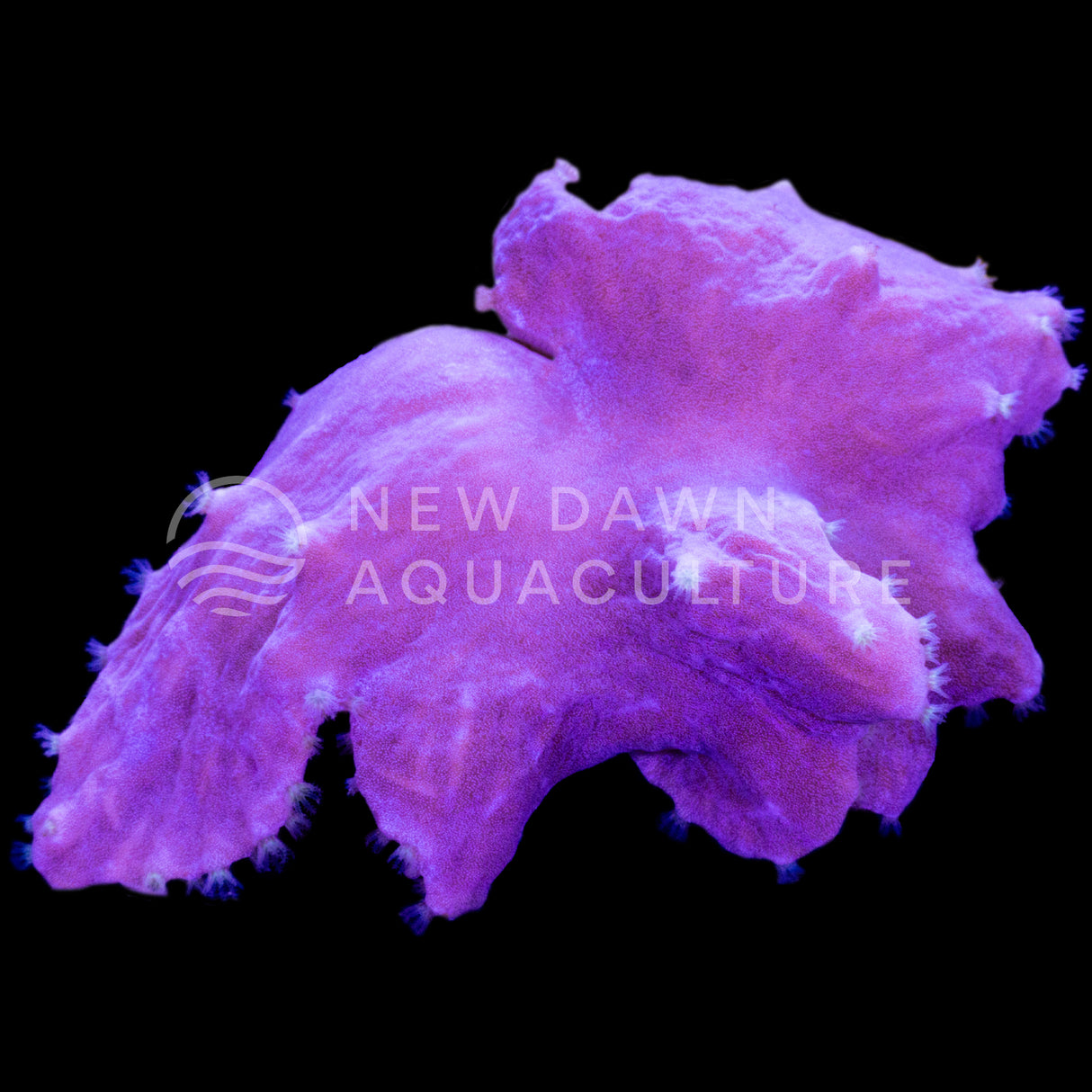 Purple Cabbage Leather