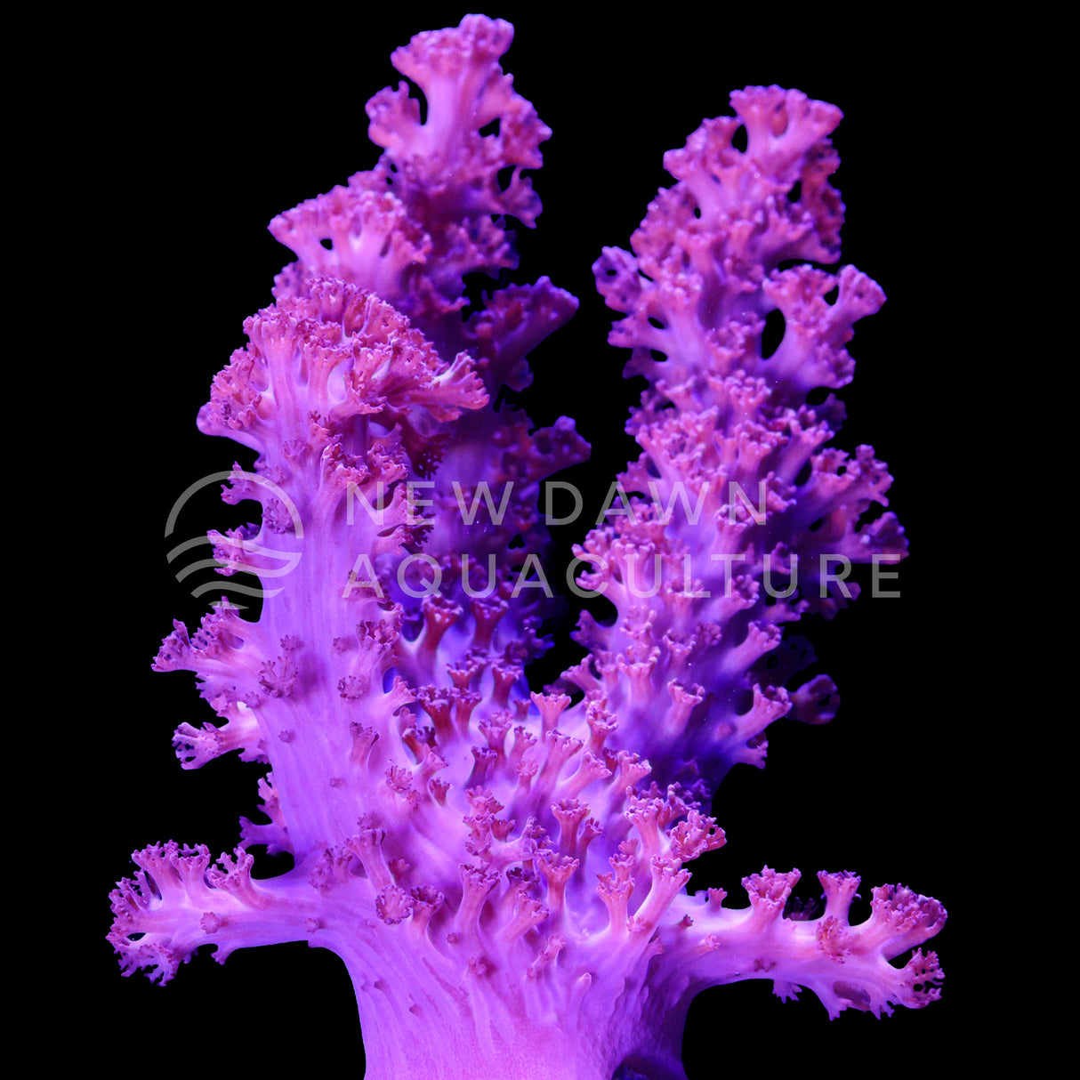 Purple Colt Coral
