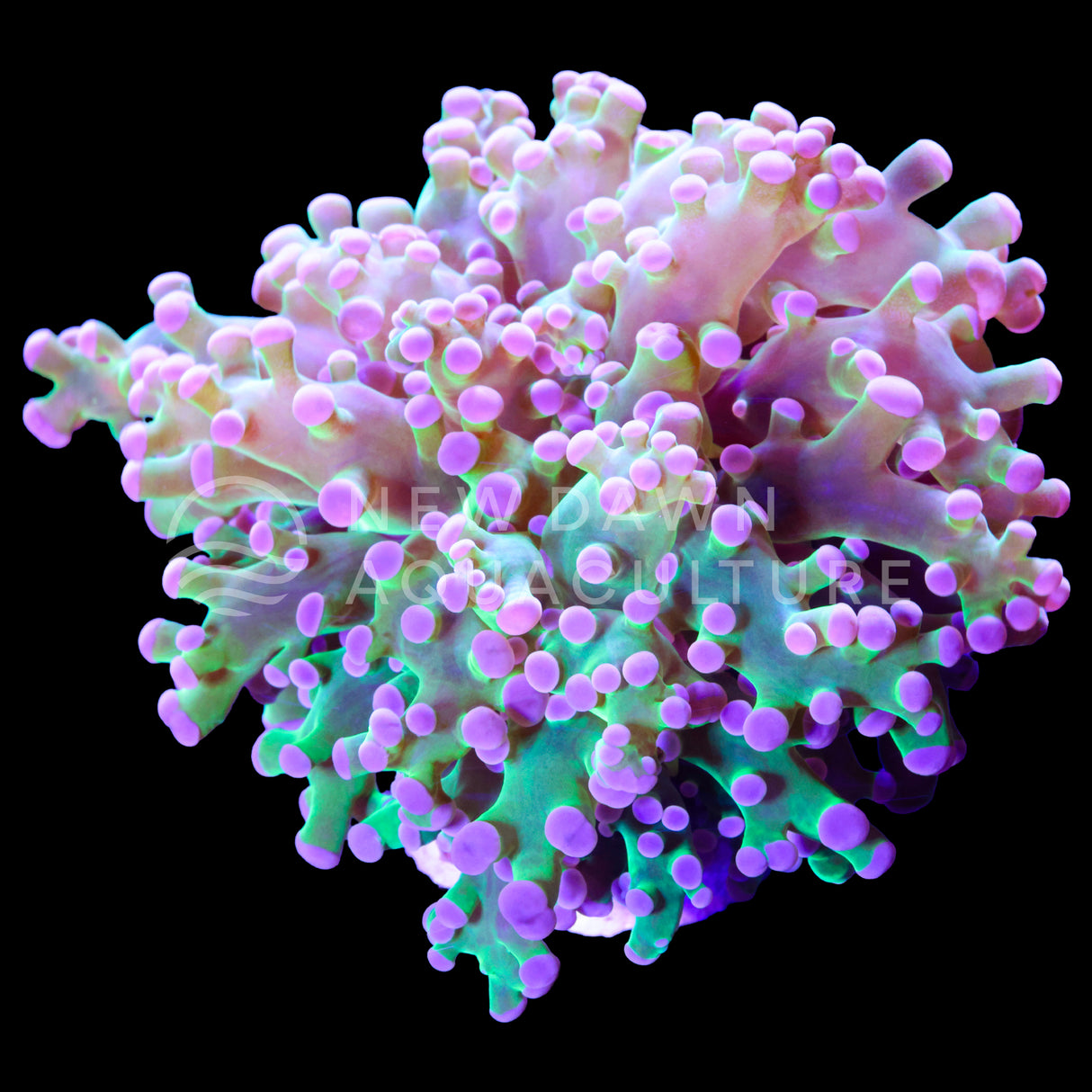 Purple Tip Branching Frogspawn