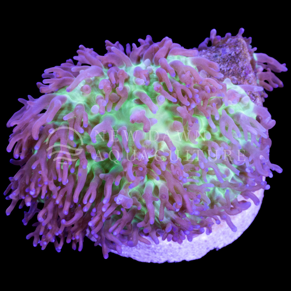 Purple Tip Hairy Rhodactis