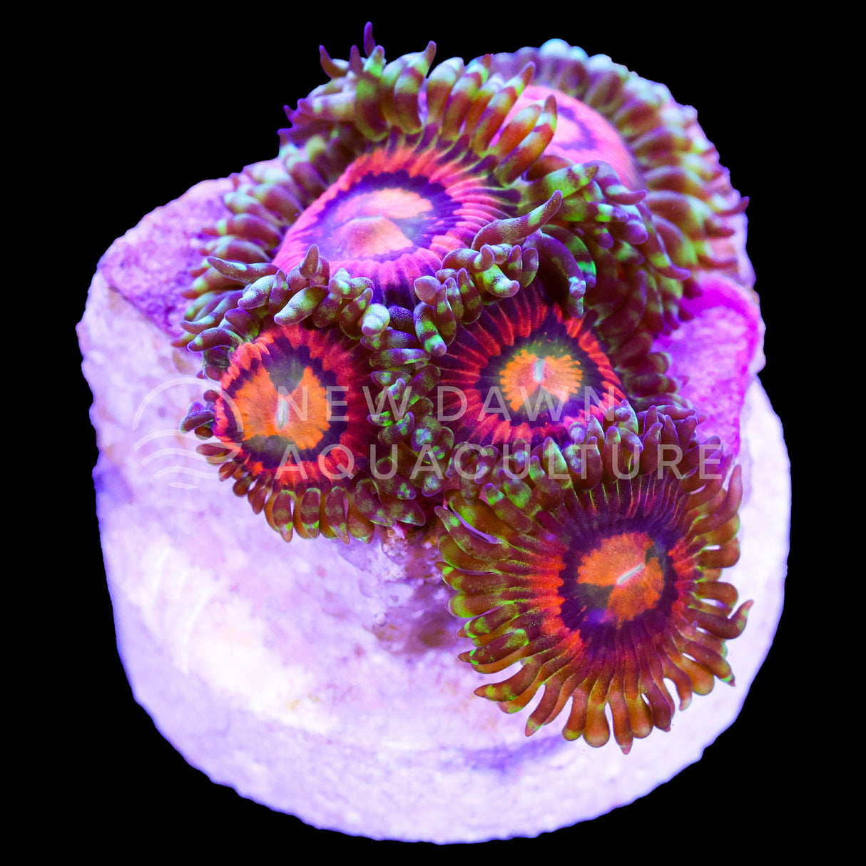 Rainbow Incinerator Zoanthids
