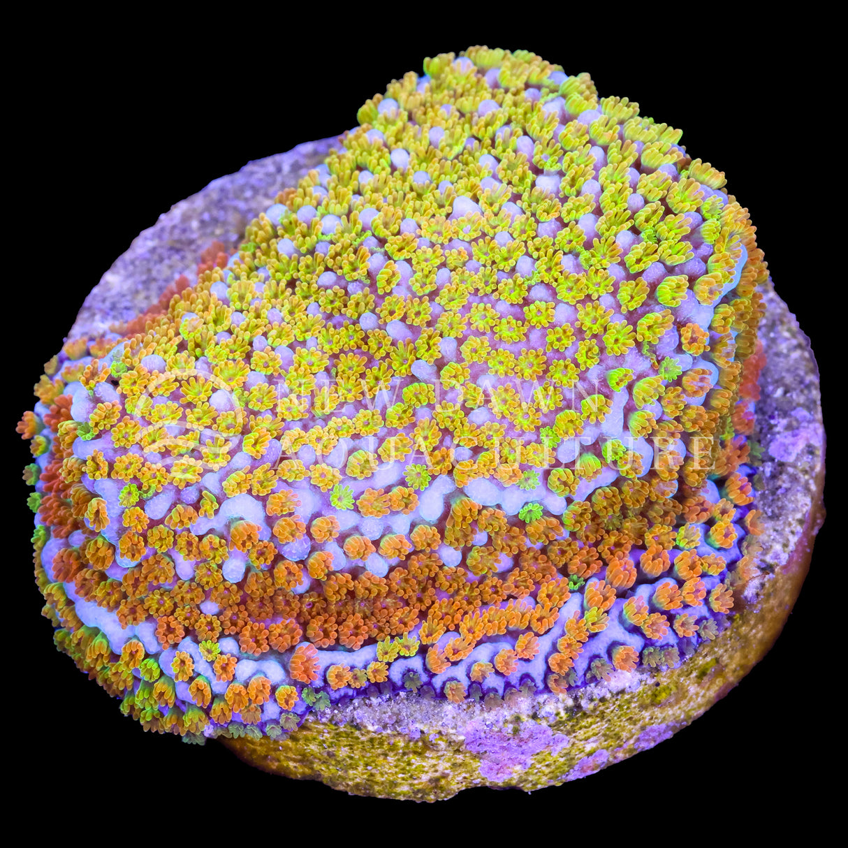 Rainbow Montipora