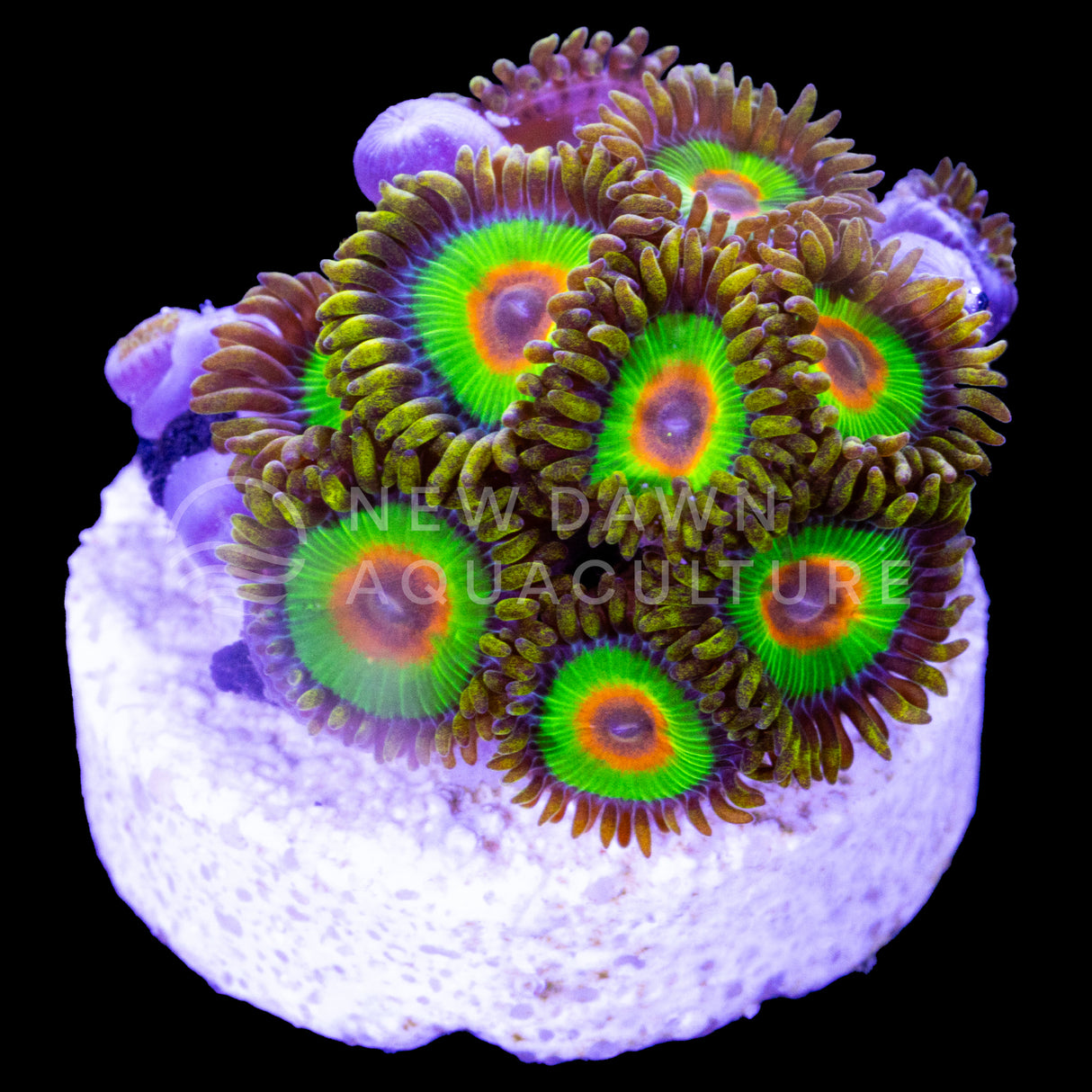 Rasta Zoanthids