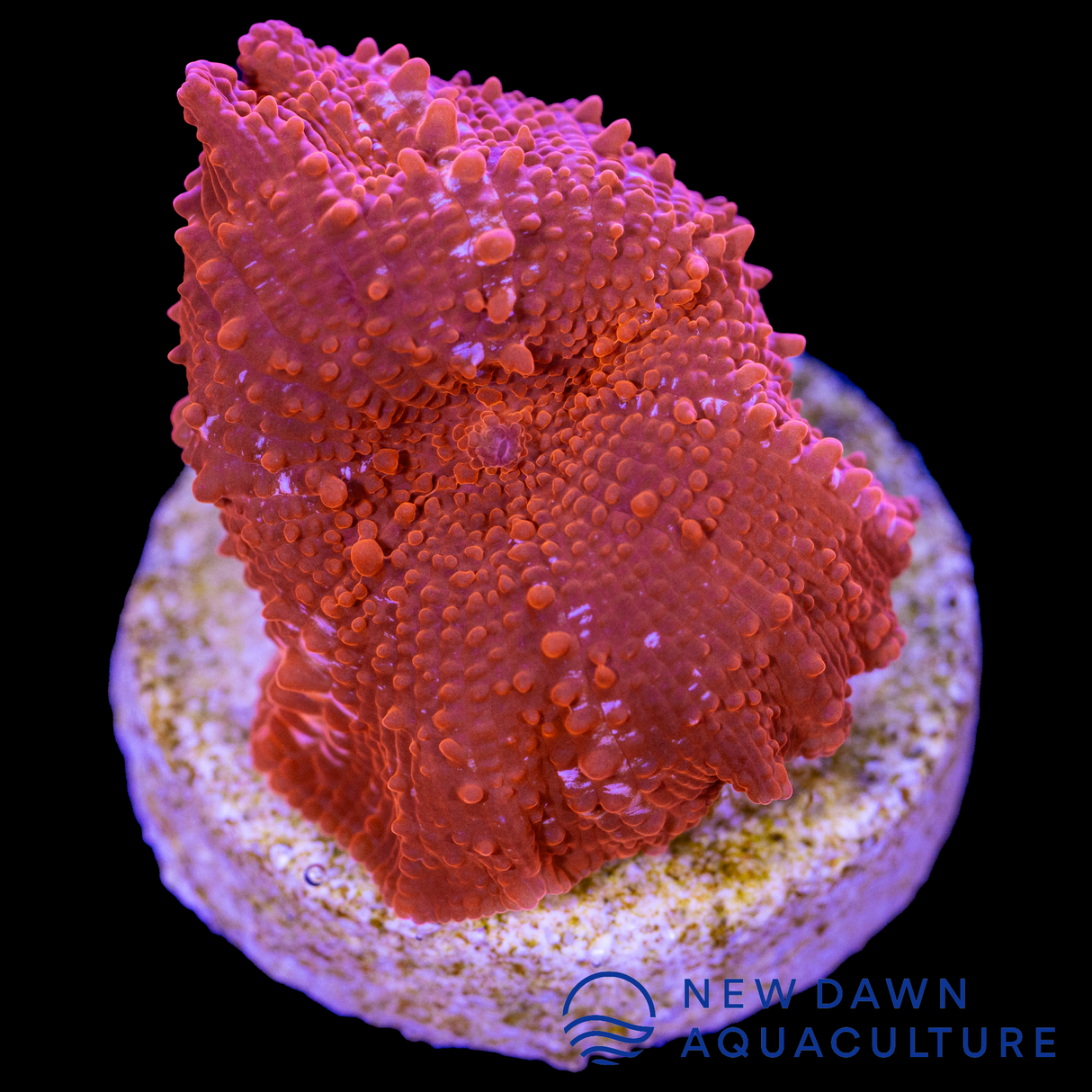 Red Candy Apple Discosoma