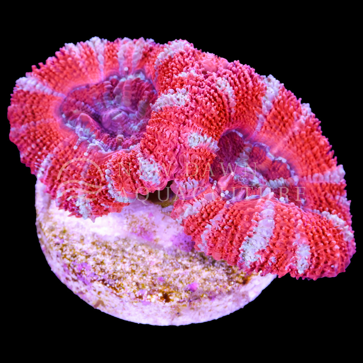 Red Pinwheel Micromussa