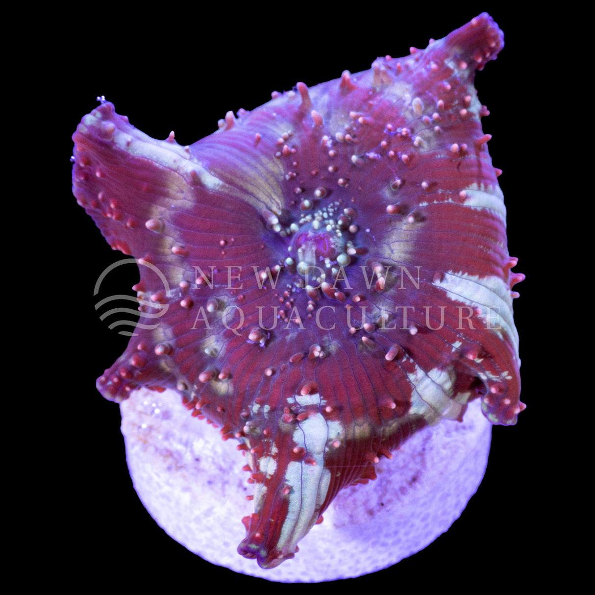 Red Riding Hood Discosoma