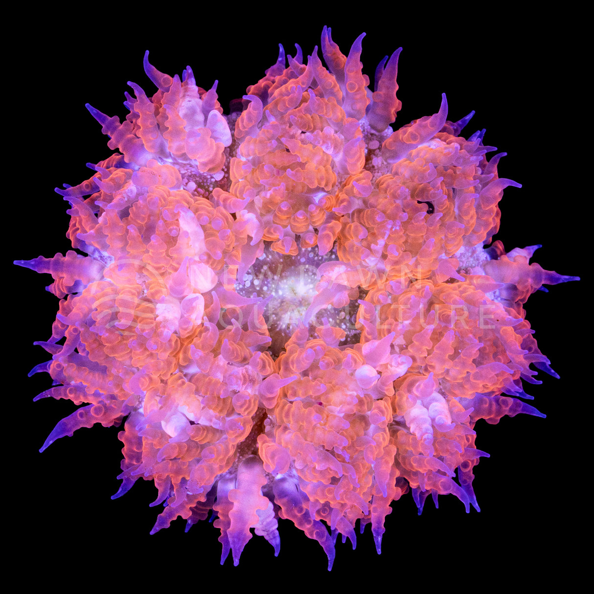 Red Rock Flower Anemone
