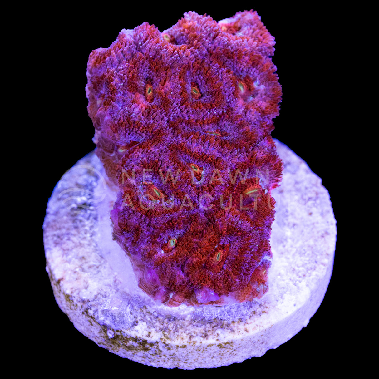 Red Micromussa Amakusensis