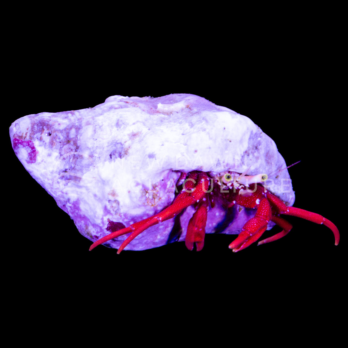 Scarlet Reef Hermit Crab