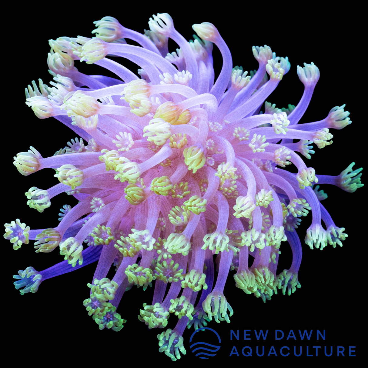 Small Polyp Green Alveopora