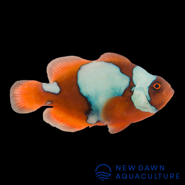 Snowflake Maroon Clownfish