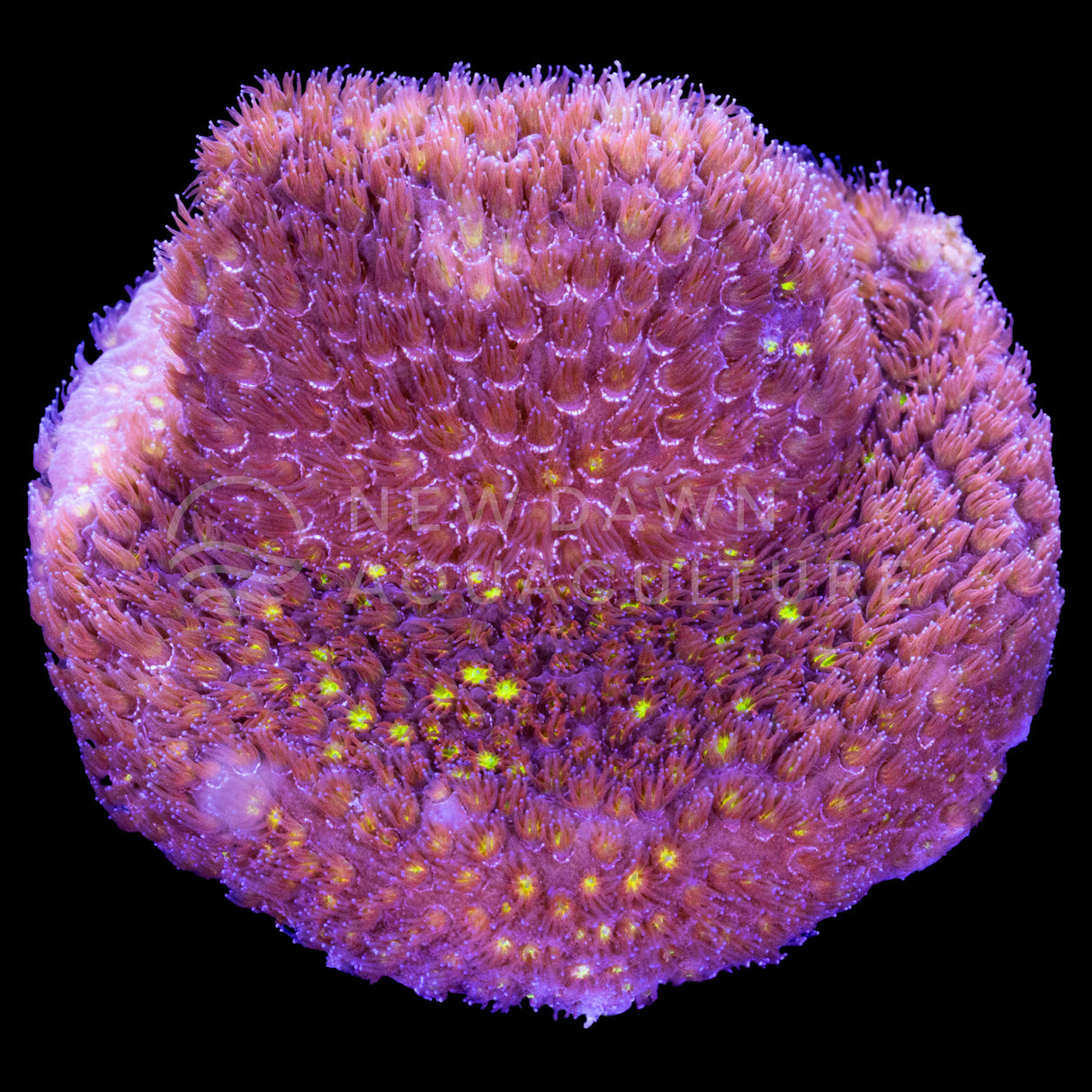 Space Jam Stylocoeniella