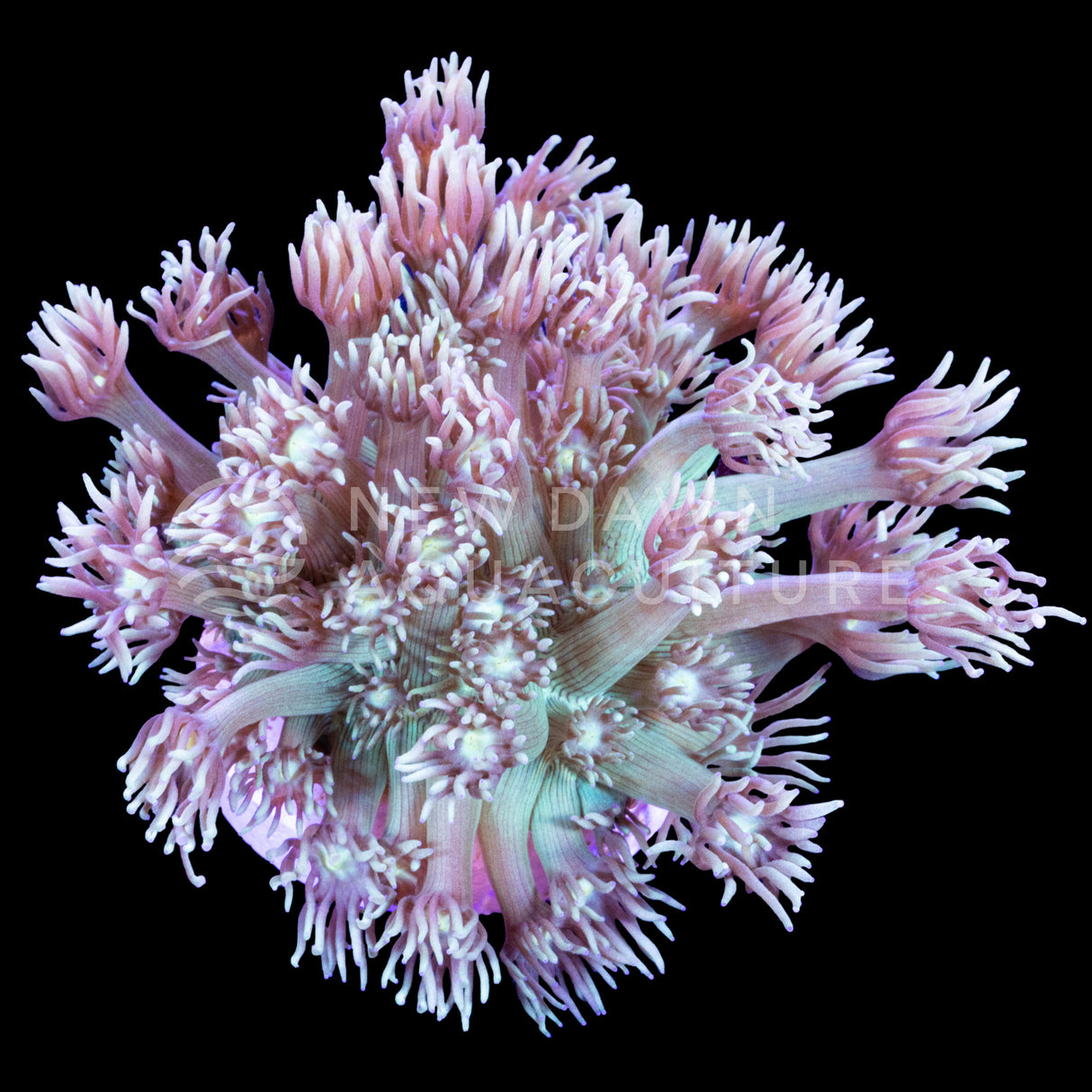 Spring Tide Goniopora