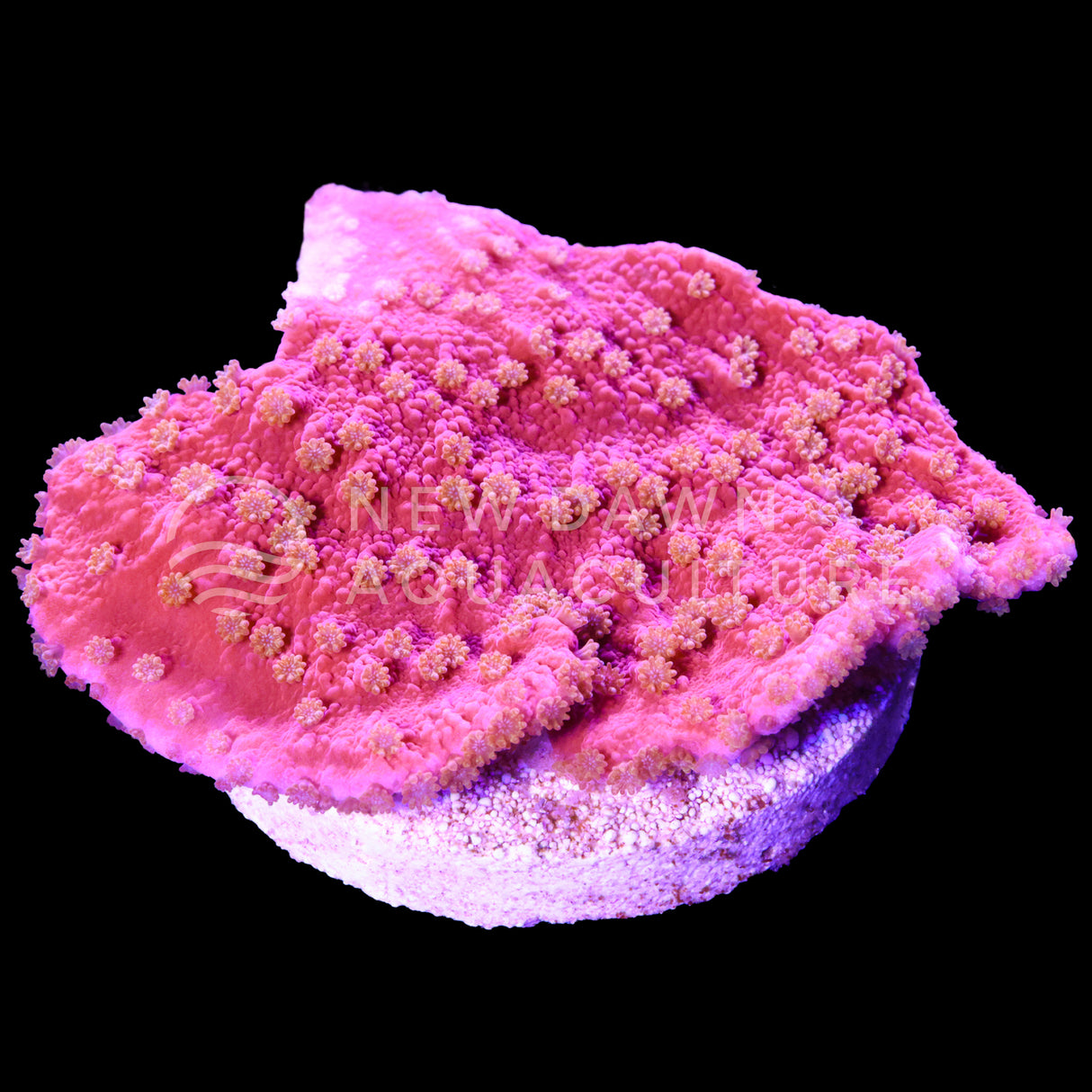 Starburst Montipora