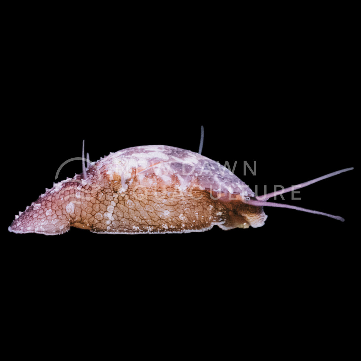 Stomatella Snail