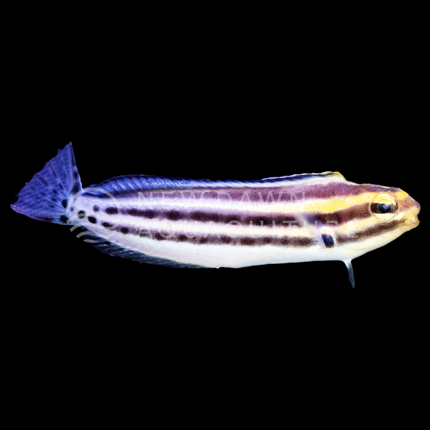 Striped Blenny
